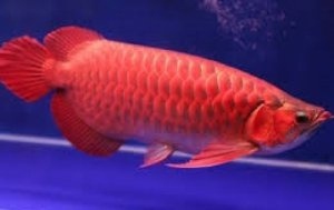 Quality Asian Arowana Fish for sale - photo 3